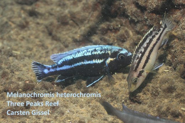 Melanochromis heterochromis