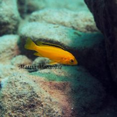 Labidochromis caeruelus