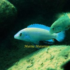 Labidochromis pallidus