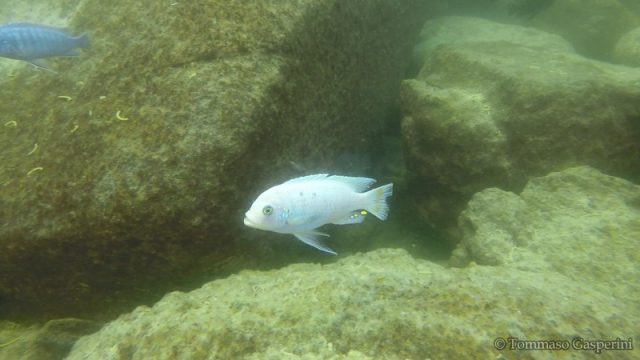 Metriaclima zebra Machili Island (O samec)