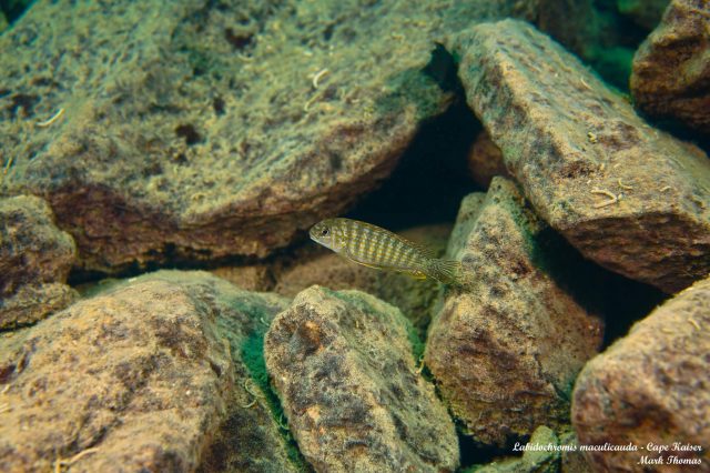 Labidochromis maculicauda