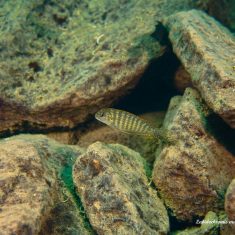 Labidochromis maculicauda