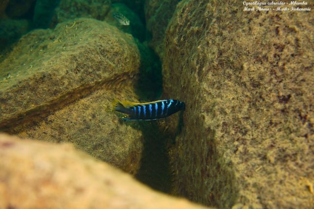 Cynotilapia zebroides Mbamba Reef