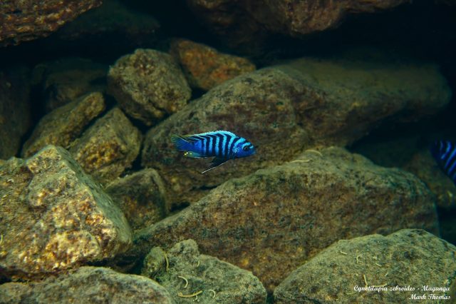 Cynotilapia zebroides