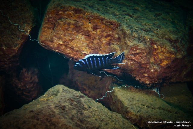 Cynotilapia zebroides