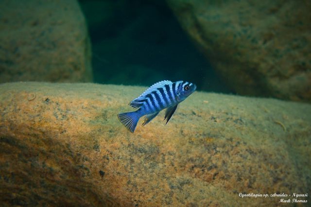 Cynotilapia zebroides (samec)