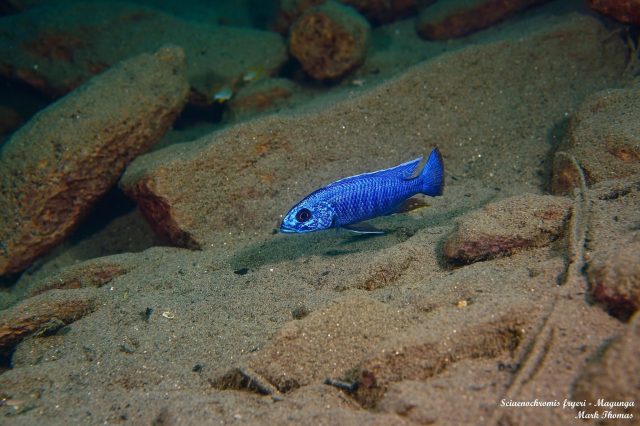 Sciaenochromis fryeri Magunga (samec)