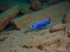 Sciaenochromis fryeri Magunga (samec)