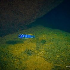 Labidochromis sp. ,hongi‘