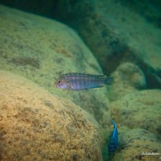 Labidochromis maculicauda