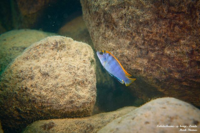 Labidochromis sp. ,hongi&#8216;