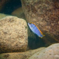 Labidochromis sp. ,hongi‘