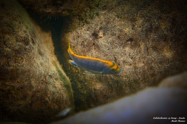 Labidochromis sp. ,hongi' Lundo Island