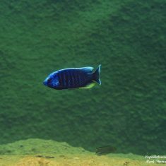 Copadichromis jacksoni