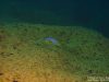 Tropheops sp. ‚aurora‘ Higga Reef (samec)