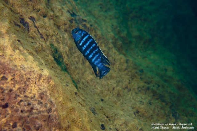 Tropheops sp. 'higga' Higga Reef (samec)