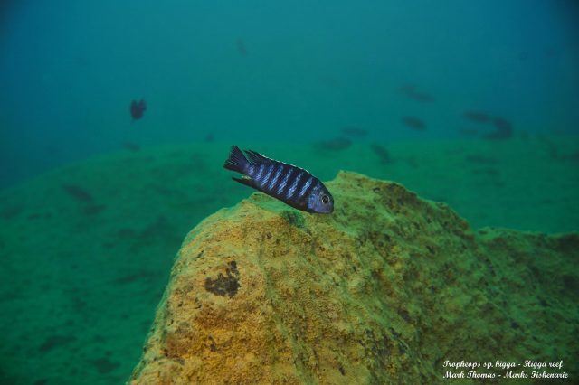 Tropheops sp. 'higga' Higga Reef (samec)