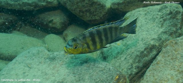 Petrotilapia sp. &#8218;yellow chin&#8216;