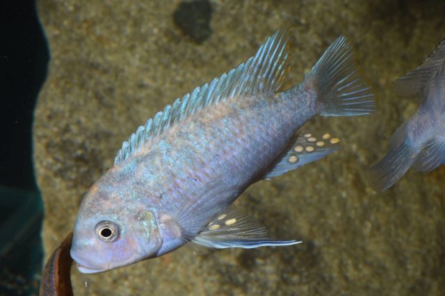 Metriaclima zebra Manda (MC samec)