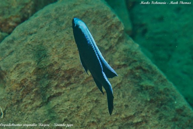 Copadichromis sp. &#8218;virginalis&#8216;