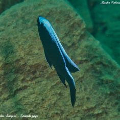 Copadichromis sp. ‚virginalis‘