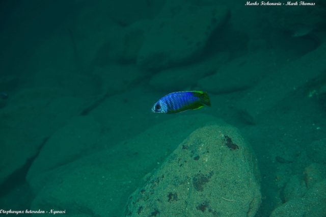 Otopharynx heterodon Ngwazi (samec)