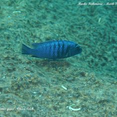 Labidochromis gigas