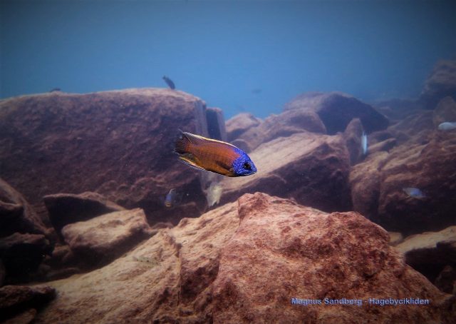 Copadichromis borleyi