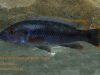 Melanochromis mpoto