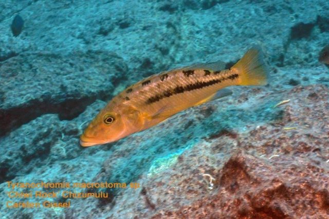 Tyrannochromis macrostoma