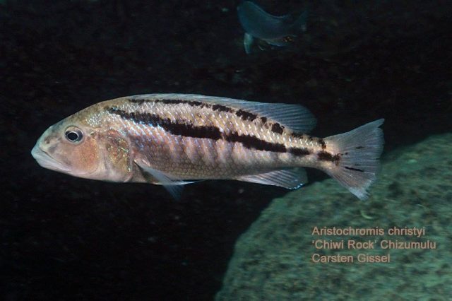 Aristochromis christyi