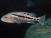 Aristochromis christyi