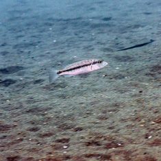 Taeniochromis holotaenia