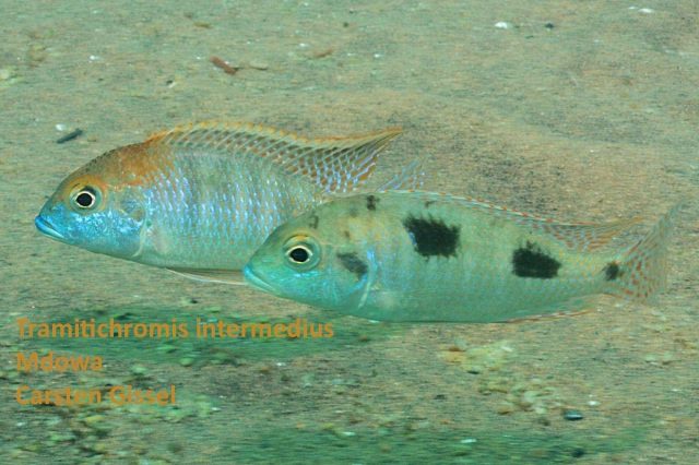 Tramitichromis intermedius