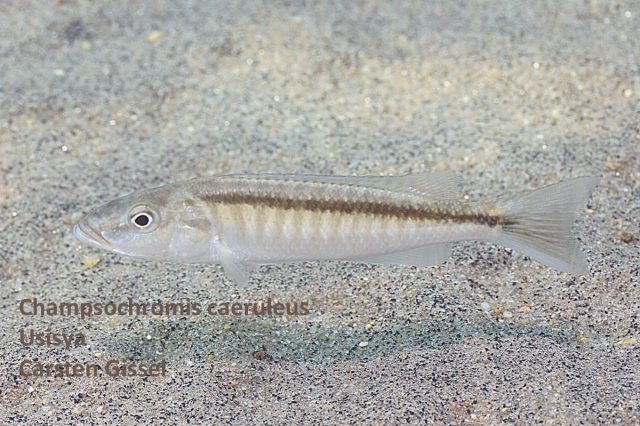 Champsochromis caeruleus Usisya