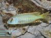 Buccochromis lepturus