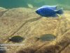 Copadichromis cyaneus Mitande Reef