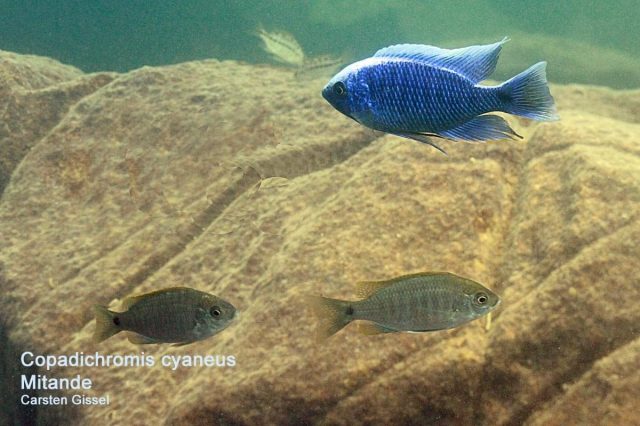 Copadichromis cyaneus Mitande Reef