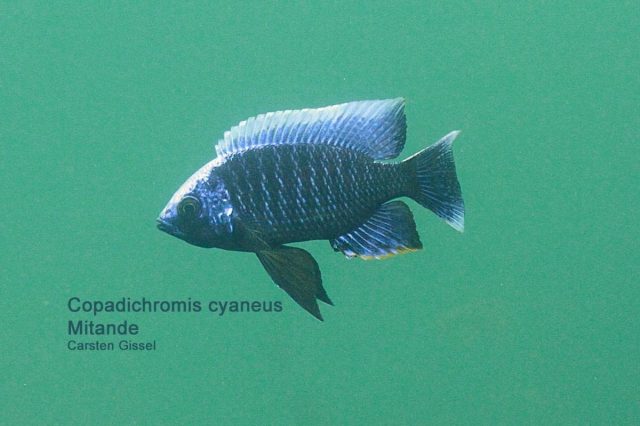 Copadichromis cyaneus