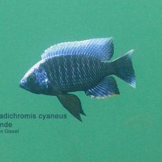 Copadichromis cyaneus