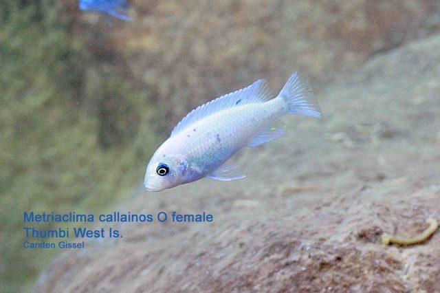 Metriaclima callainos Thumbi West Island