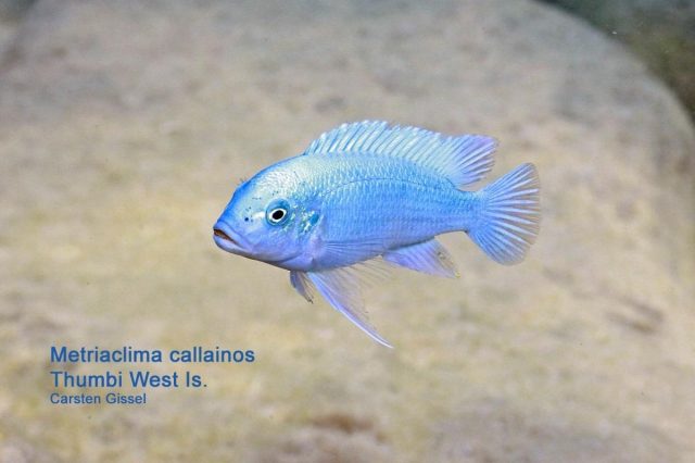 Metriaclima callainos