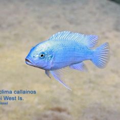 Metriaclima callainos