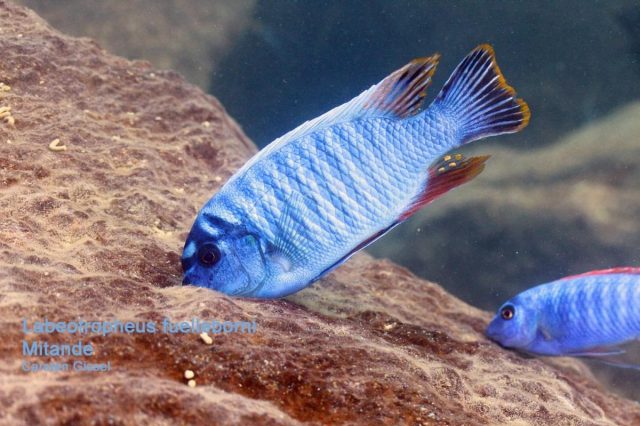 Labeotropheus artatorostris Mitande (samec)