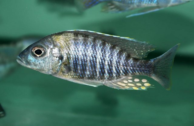 Aulonocara sp. 'yellow collar' Masasa Reef