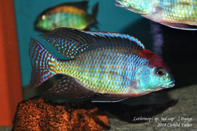 Lethrinops sp. &#8218;red cap&#8216;