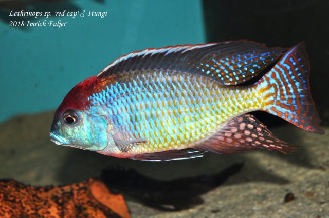 Lethrinops sp. 'red cap' Itungi (samec)