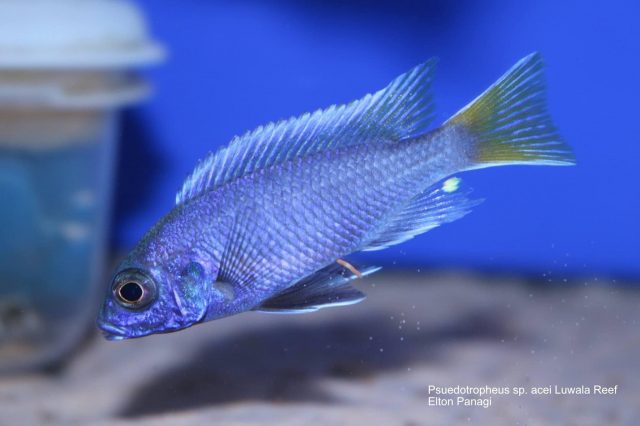 Pseudotropheus sp. 'acei' Luwala Reef