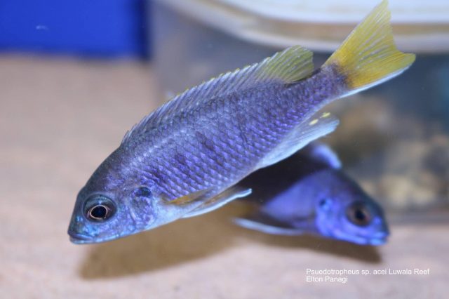 Pseudotropheus sp. 'acei' Luwala Reef