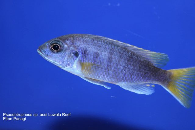 Pseudotropheus sp. 'acei' Luwala Reef